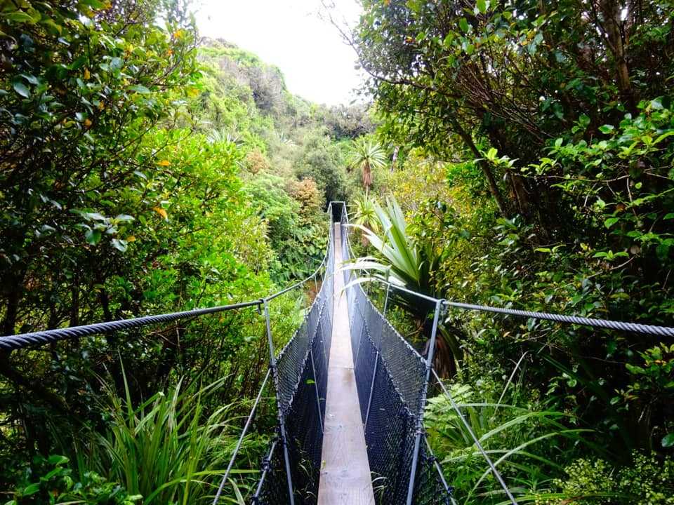 Bridge in the forest - New Zealand