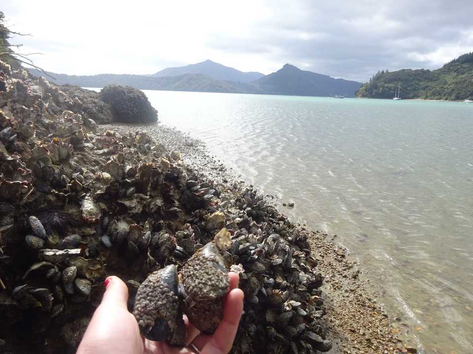Mussels in kenepuru sounds - New Zealand